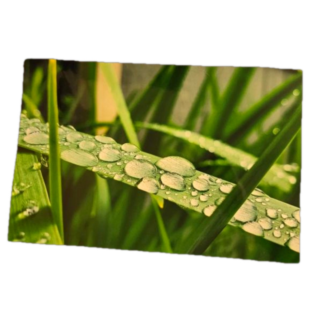 Dew Covered Grass Photo - Stunning Nature Photography Print